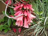 Fraser island creeper (Tecomanthe hillii)_2